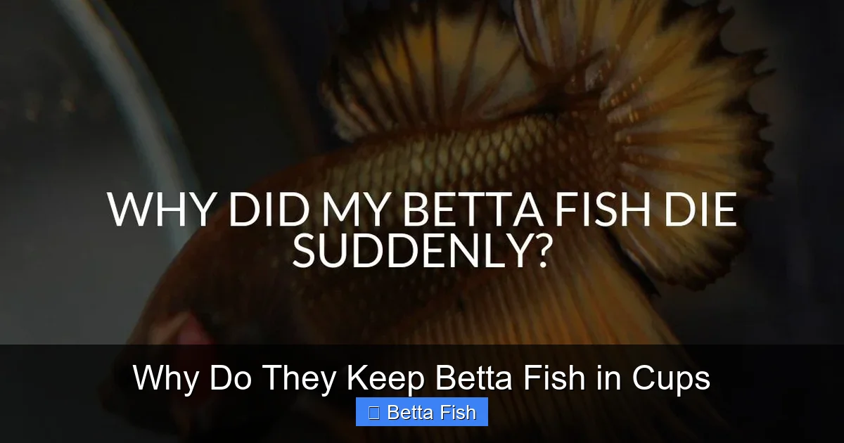 Why Do They Keep Betta Fish in Cups