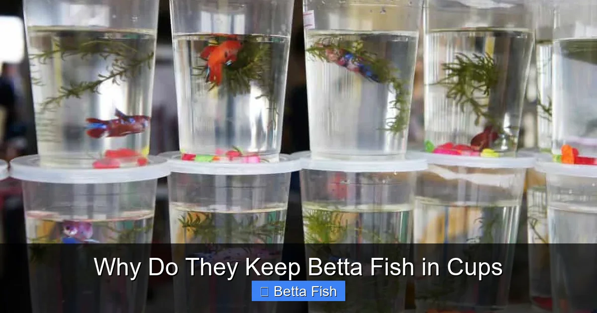 Why Do They Keep Betta Fish in Cups