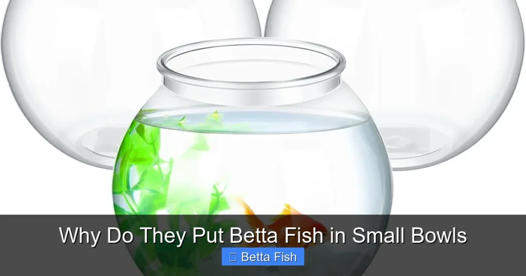 Why Do They Put Betta Fish in Small Bowls