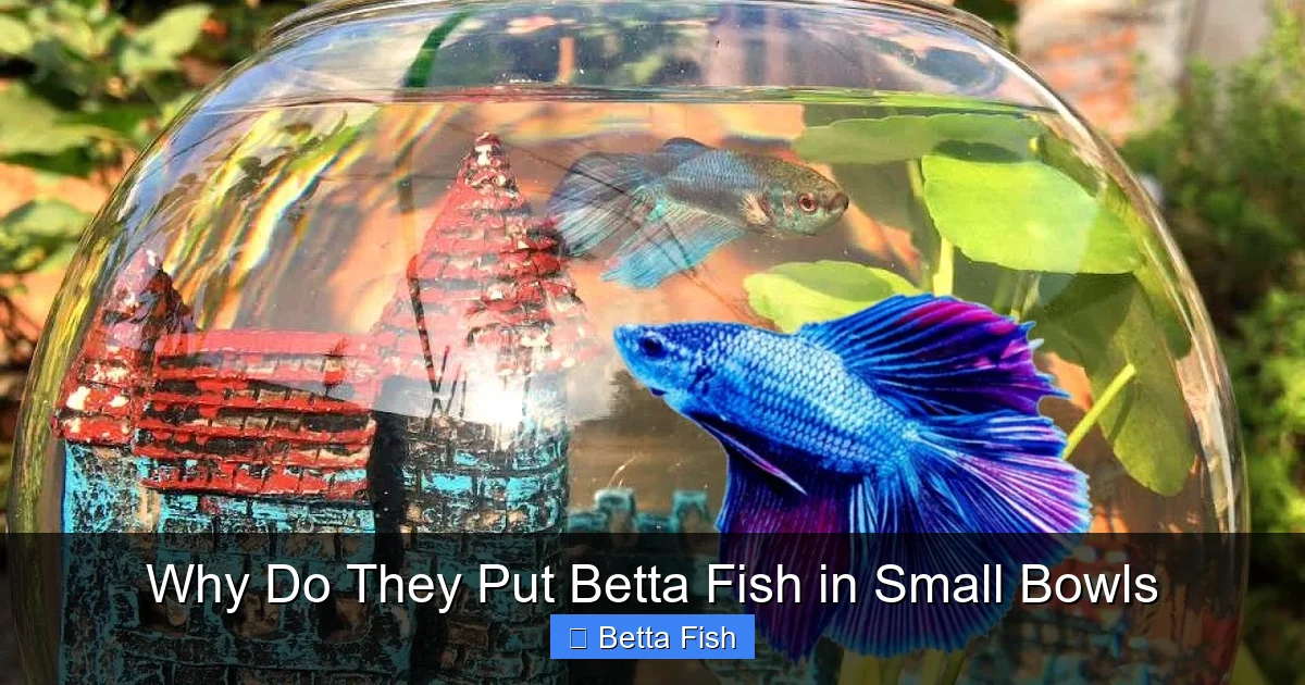 Why Do They Put Betta Fish in Small Bowls