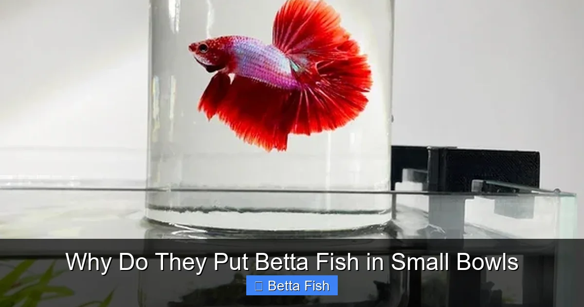 Why Do They Put Betta Fish in Small Bowls