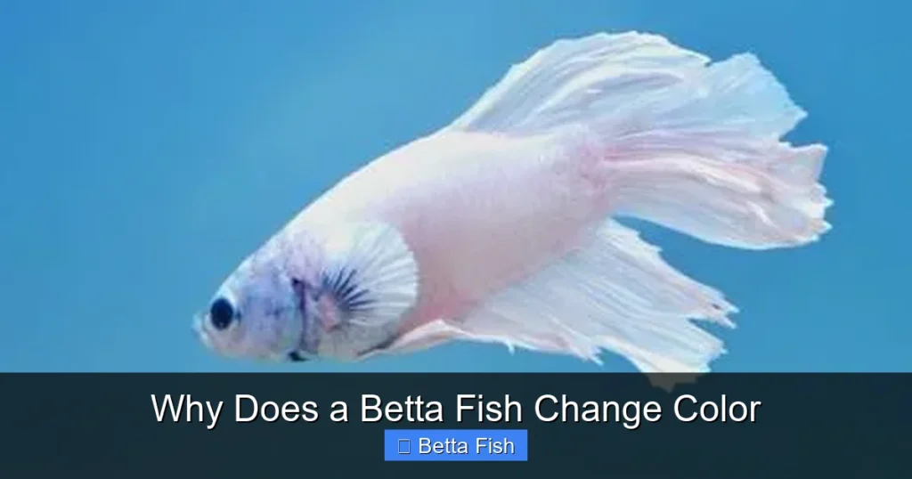 Why Does a Betta Fish Change Color