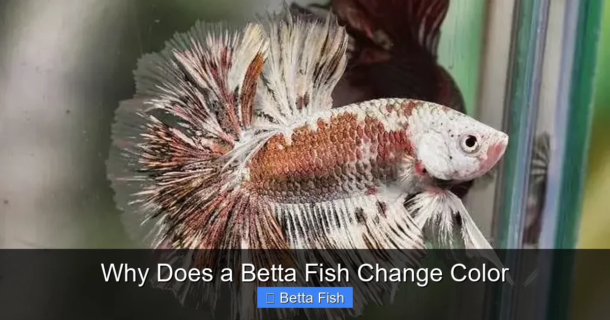 Why Does a Betta Fish Change Color