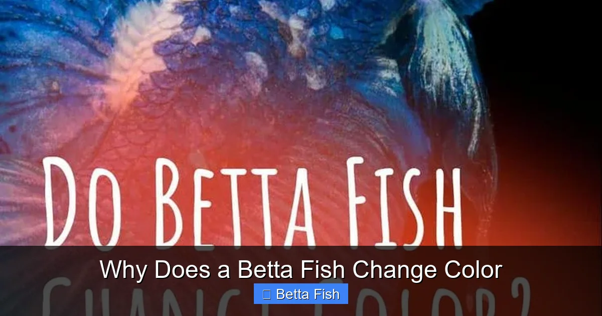 Why Does a Betta Fish Change Color