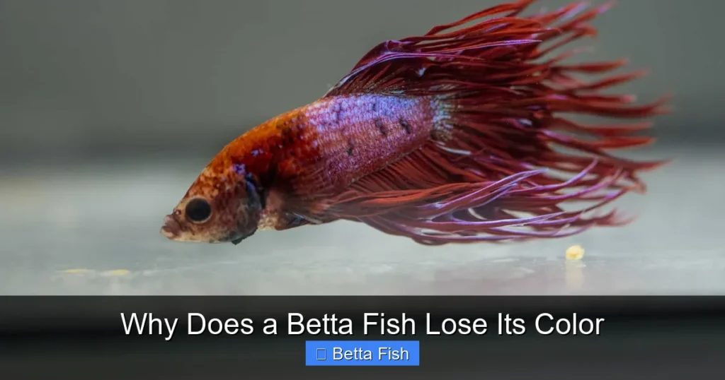 Why Does a Betta Fish Lose Its Color