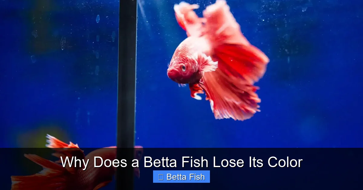 Why Does a Betta Fish Lose Its Color