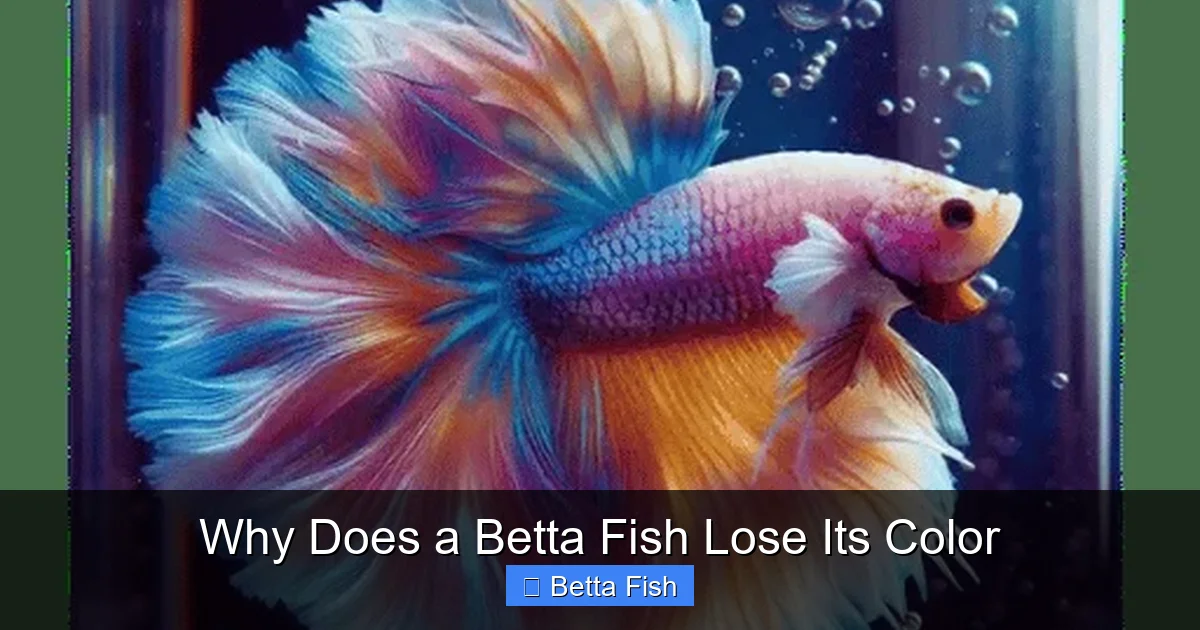 Why Does a Betta Fish Lose Its Color