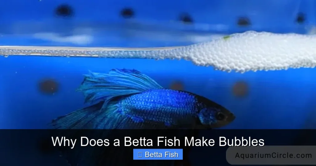 Why Does a Betta Fish Make Bubbles