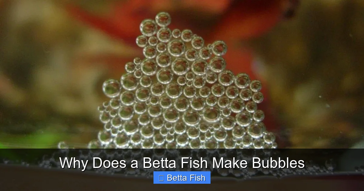 Why Does a Betta Fish Make Bubbles