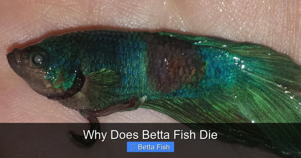 Why Does Betta Fish Die