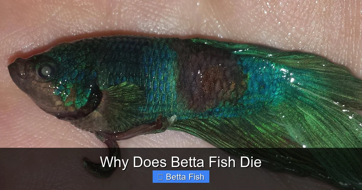 Why Does Betta Fish Die