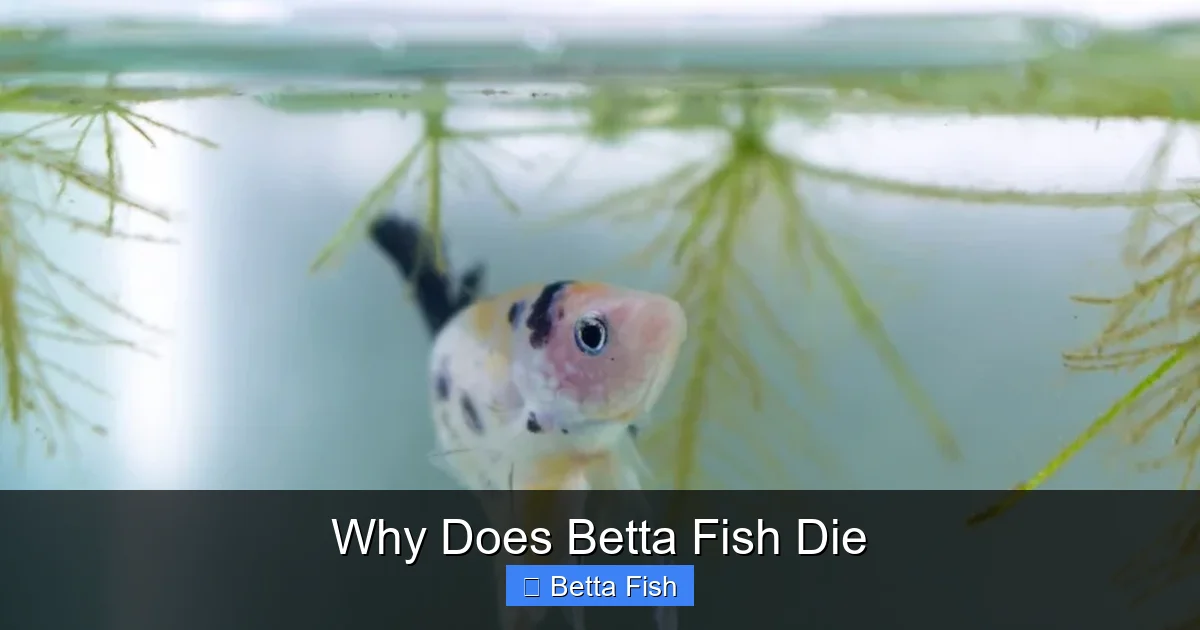 Why Does Betta Fish Die