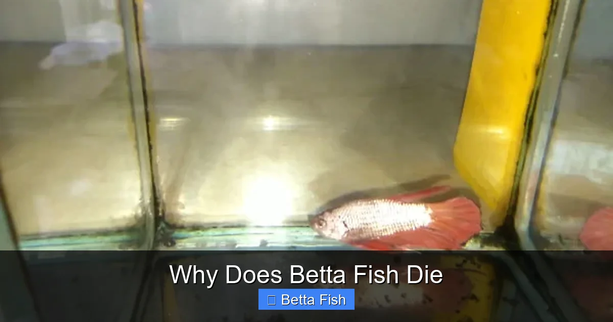 Why Does Betta Fish Die