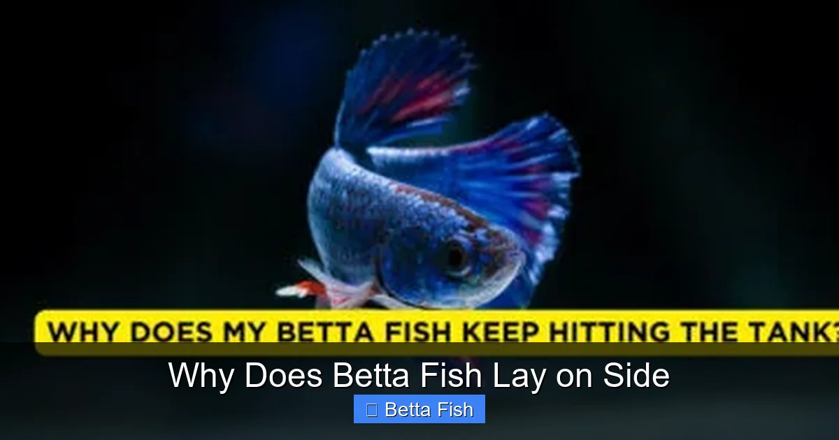 Why Does Betta Fish Lay on Side