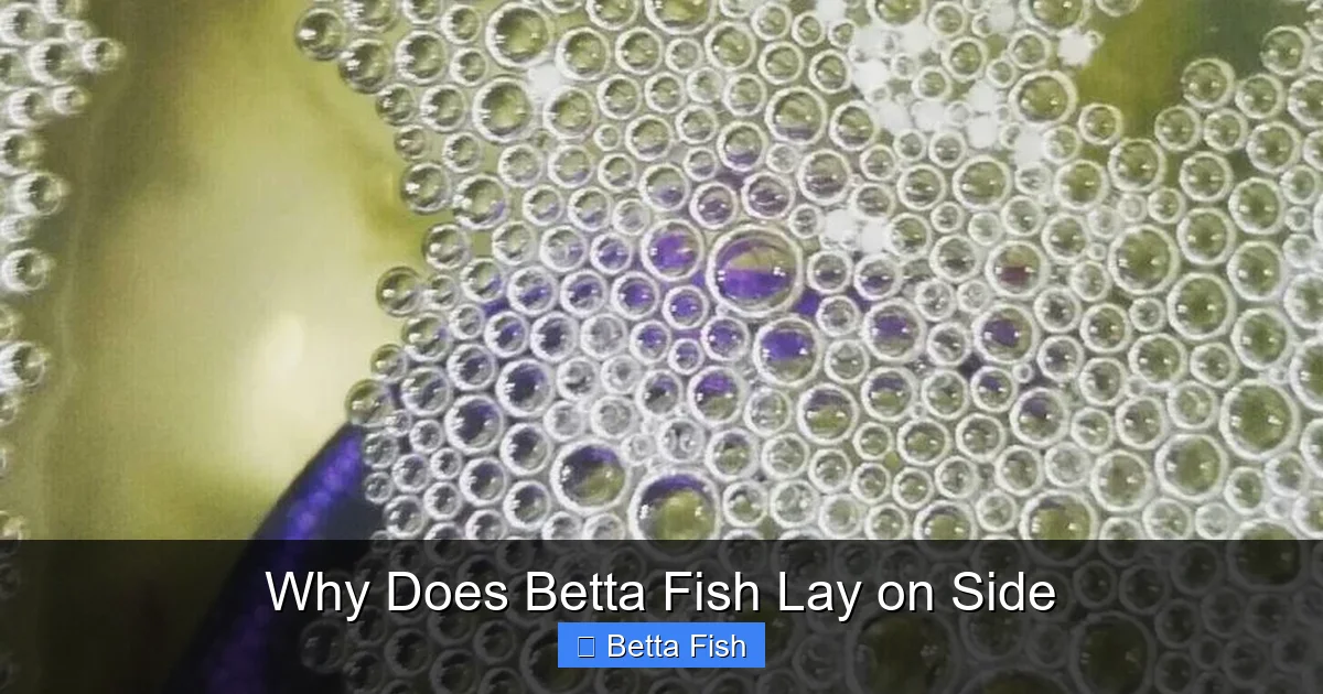 Why Does Betta Fish Lay on Side