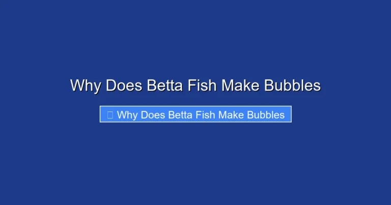 Why Does Betta Fish Make Bubbles