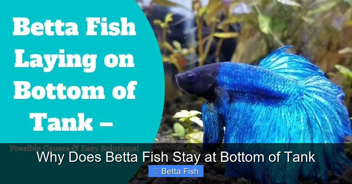 Why Does Betta Fish Stay at Bottom of Tank