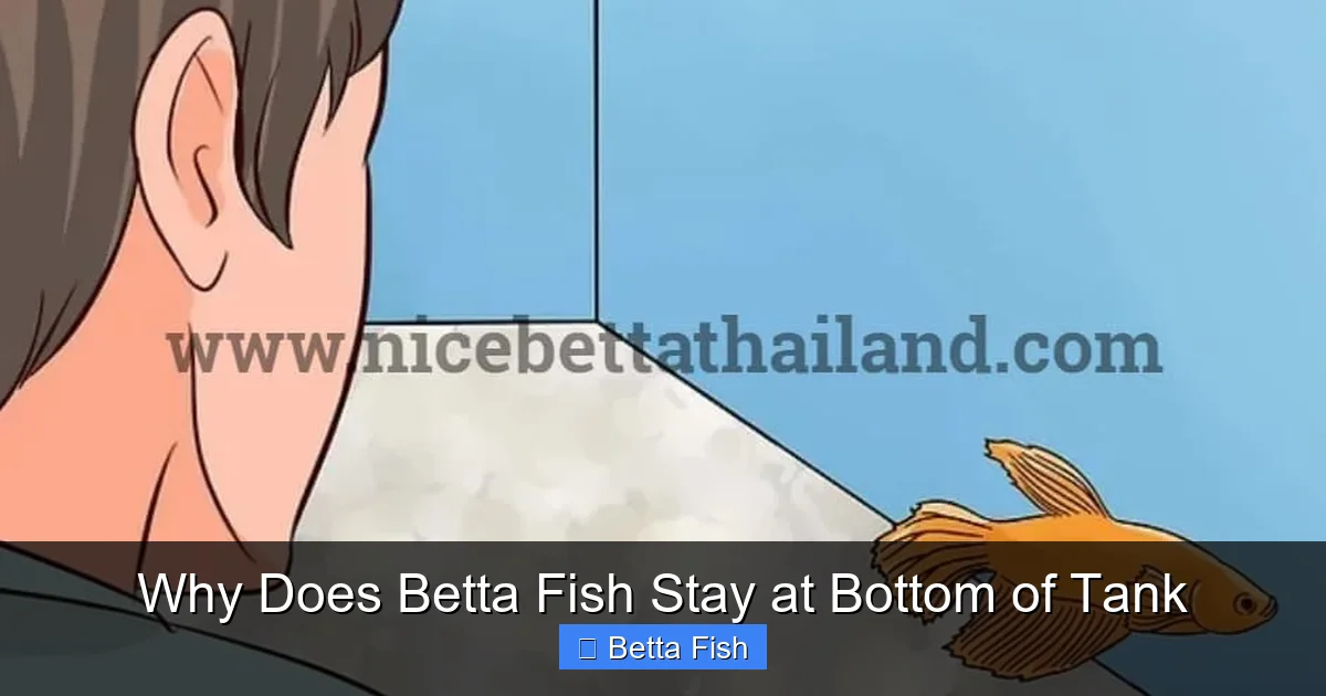 Why Does Betta Fish Stay at Bottom of Tank
