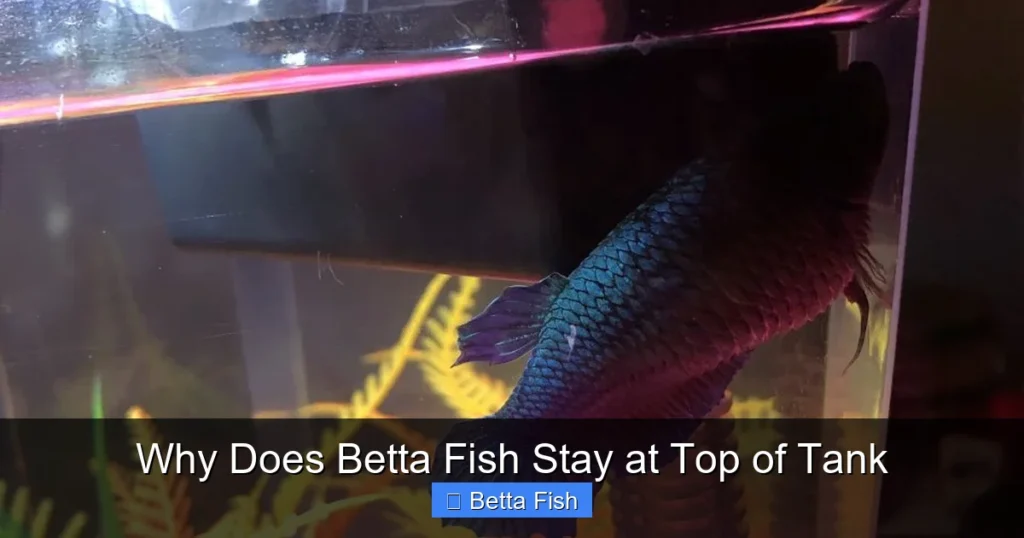 Why Does Betta Fish Stay at Top of Tank