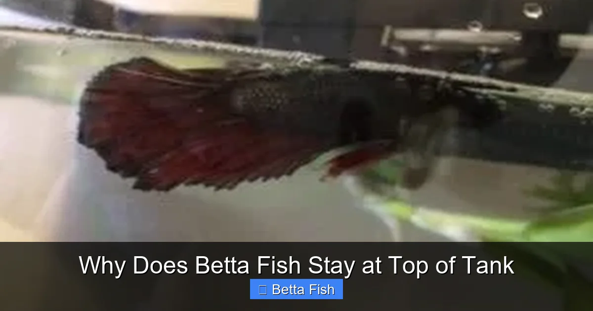Why Does Betta Fish Stay at Top of Tank