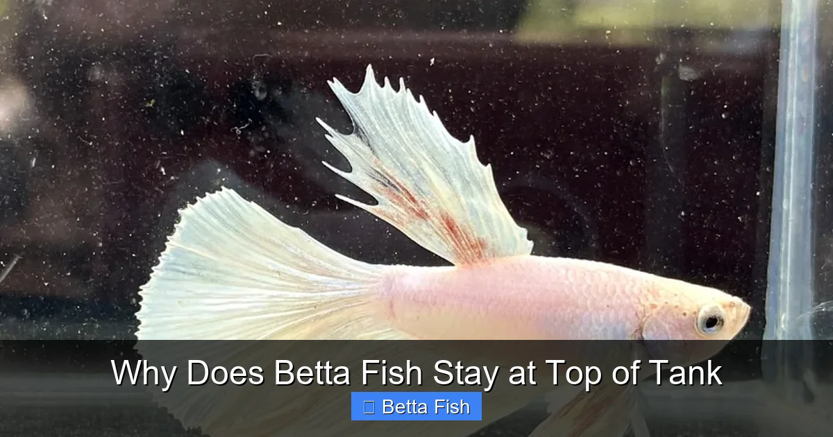 Why Does Betta Fish Stay at Top of Tank