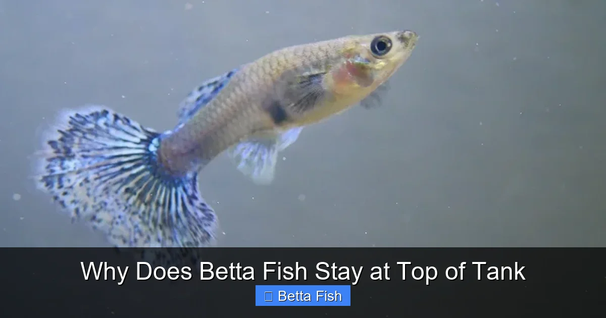 Why Does Betta Fish Stay at Top of Tank