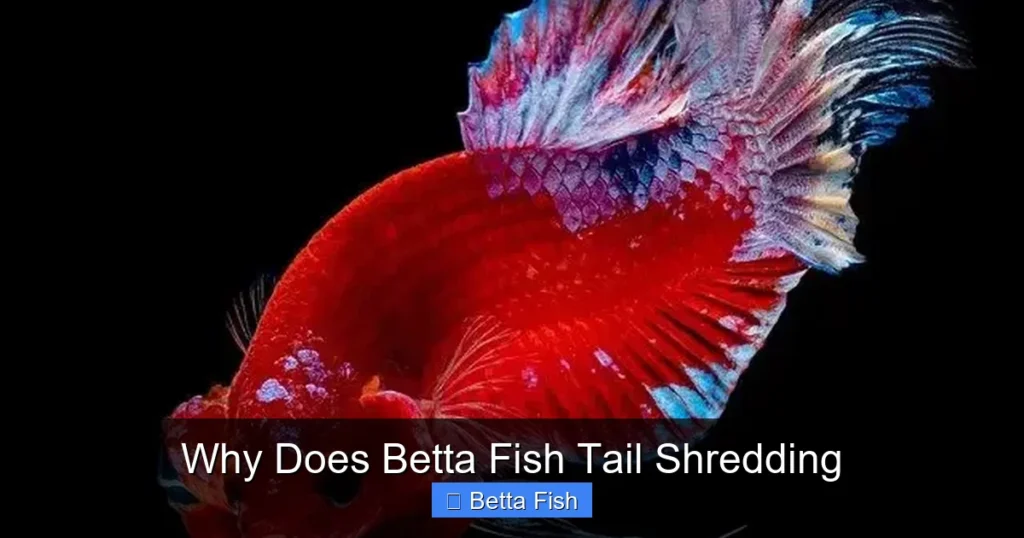 Why Does Betta Fish Tail Shredding