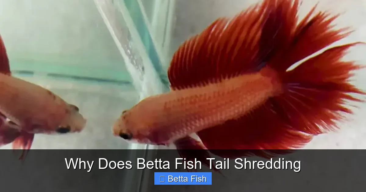 Why Does Betta Fish Tail Shredding