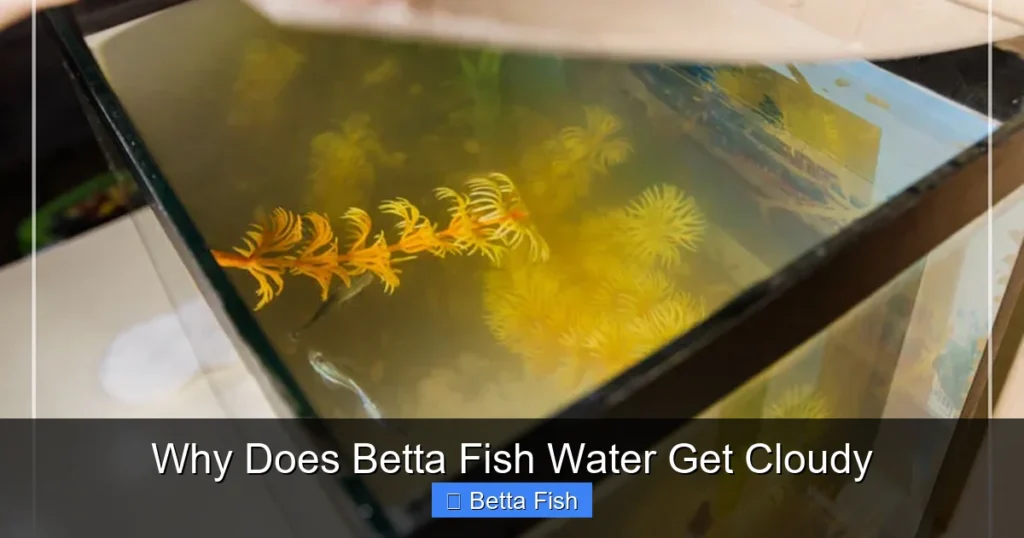 Why Does Betta Fish Water Get Cloudy