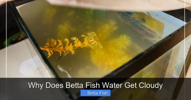 Why Does Betta Fish Water Get Cloudy