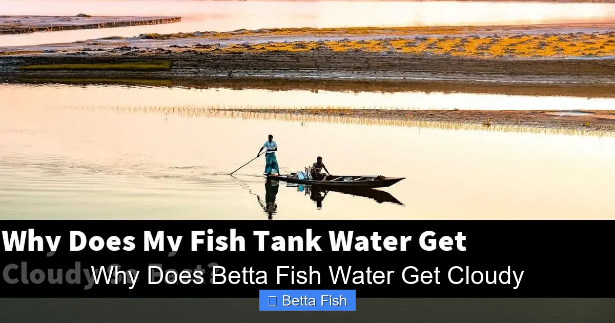 Why Does Betta Fish Water Get Cloudy