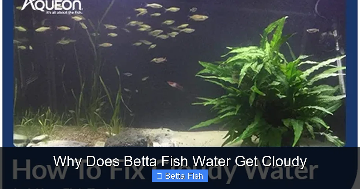 Why Does Betta Fish Water Get Cloudy