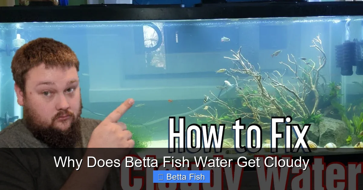 Why Does Betta Fish Water Get Cloudy