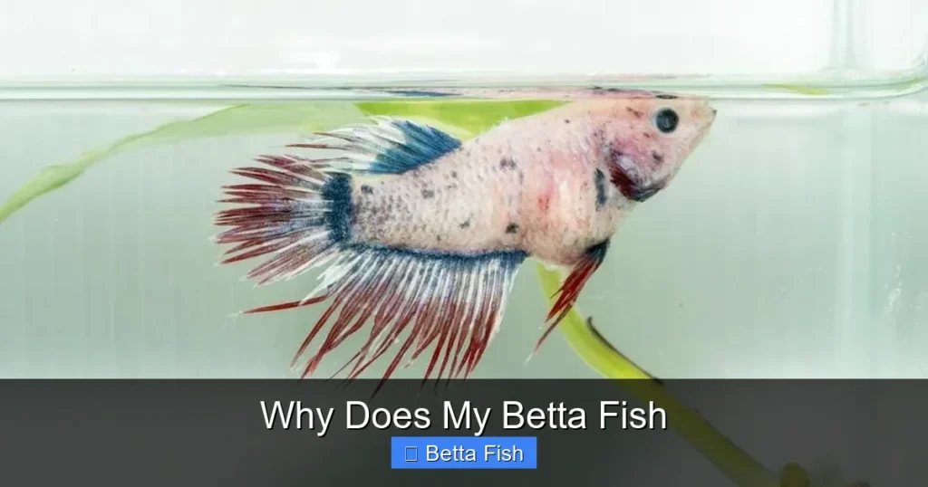 Why Does My Betta Fish