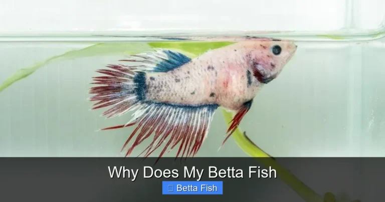 Why Does My Betta Fish