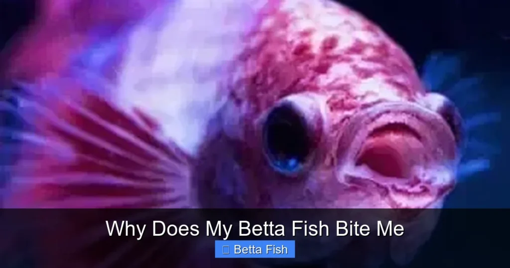 Why Does My Betta Fish Bite Me