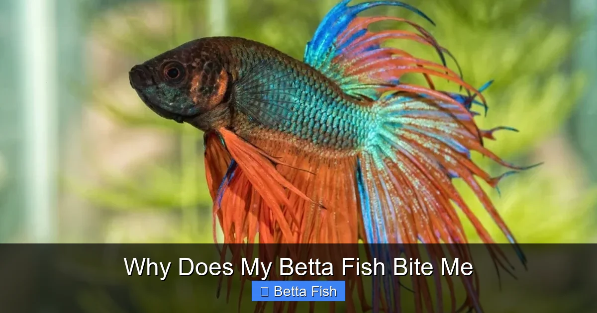 Why Does My Betta Fish Bite Me