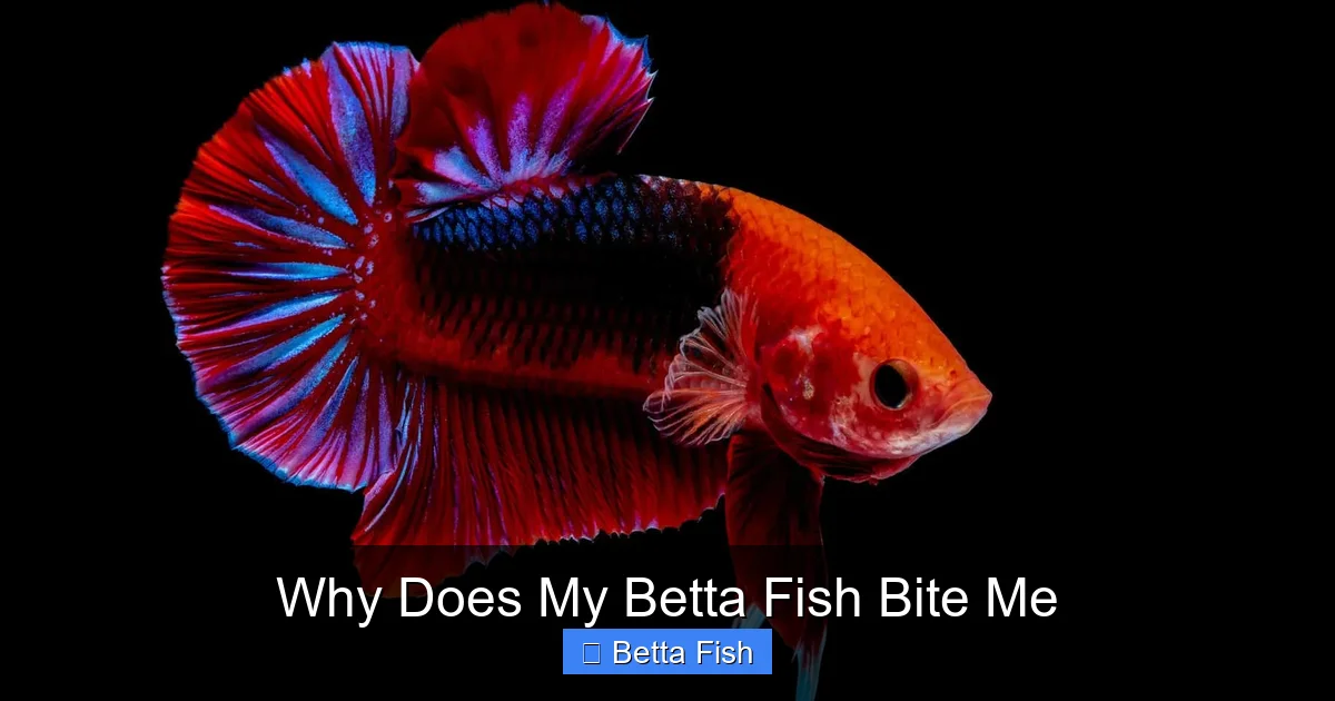 Why Does My Betta Fish Bite Me