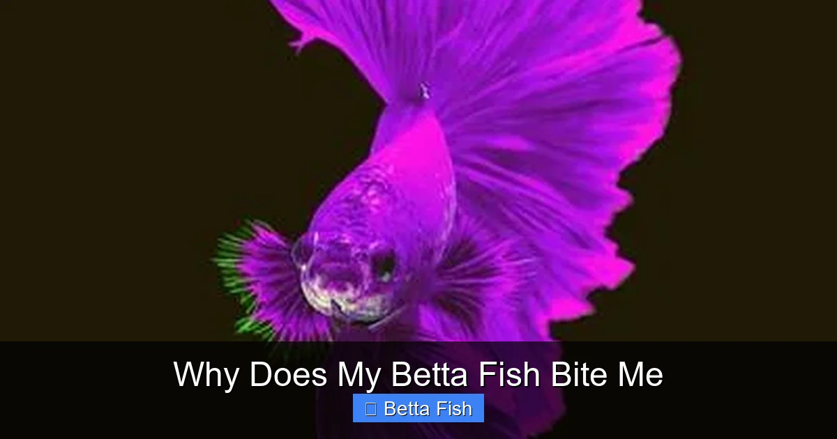Why Does My Betta Fish Bite Me