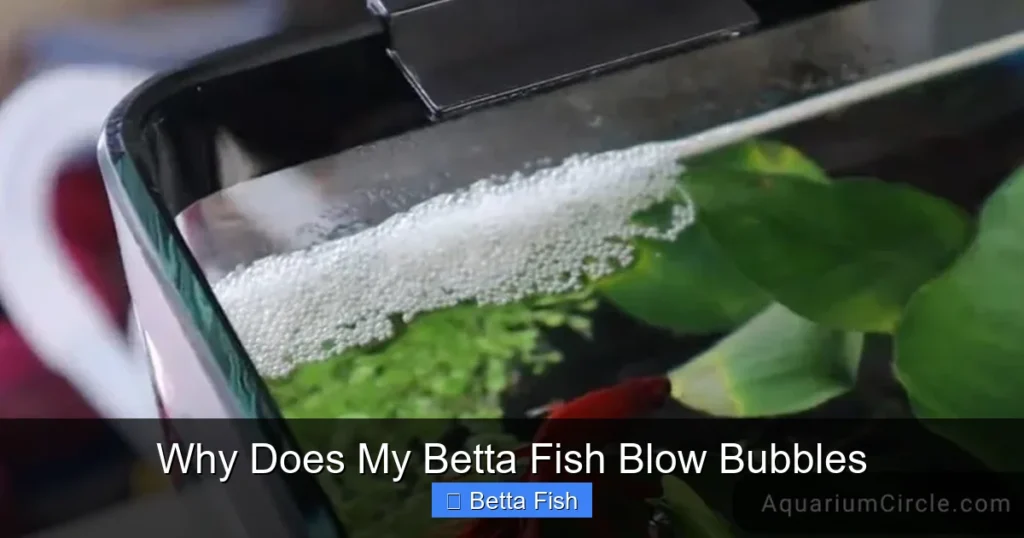 Why Does My Betta Fish Blow Bubbles