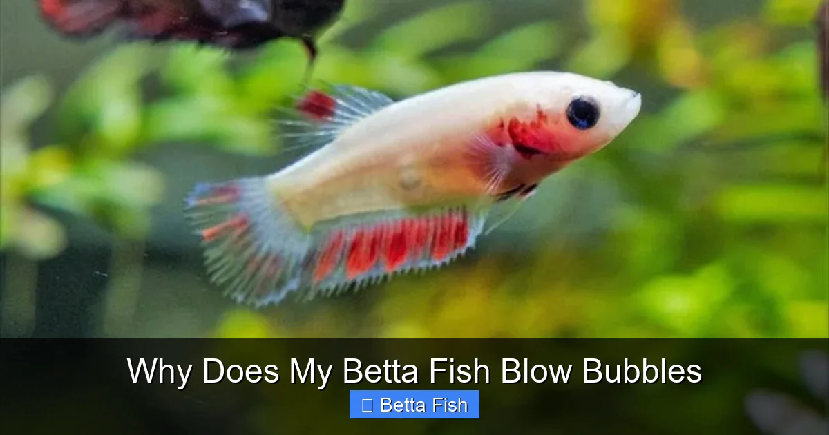 Why Does My Betta Fish Blow Bubbles