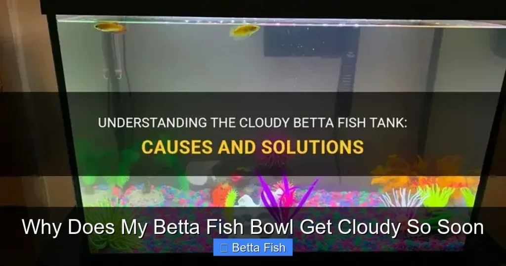 Why Does My Betta Fish Bowl Get Cloudy So Soon