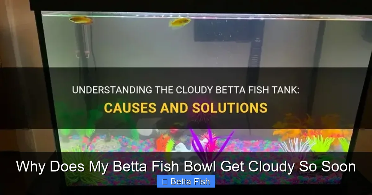 Why Does My Betta Fish Bowl Get Cloudy So Soon