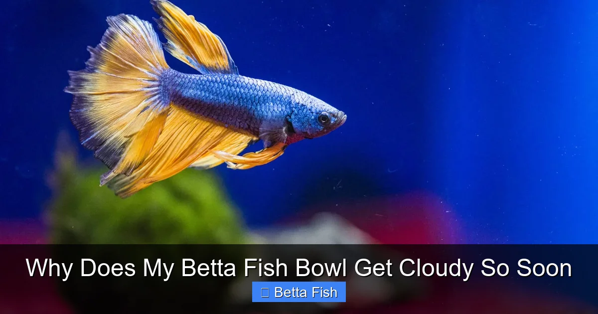 Why Does My Betta Fish Bowl Get Cloudy So Soon