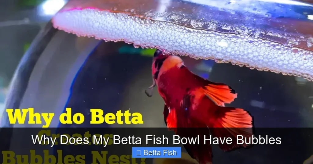 Why Does My Betta Fish Bowl Have Bubbles