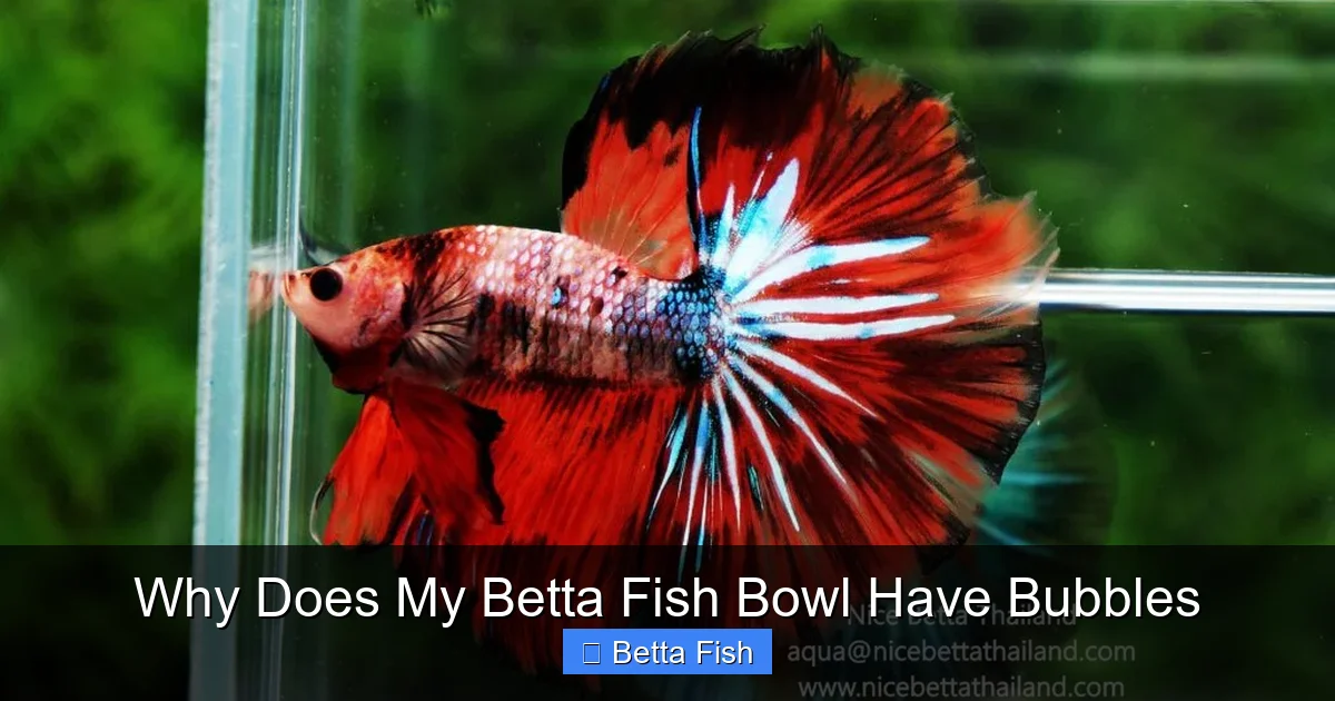 Why Does My Betta Fish Bowl Have Bubbles