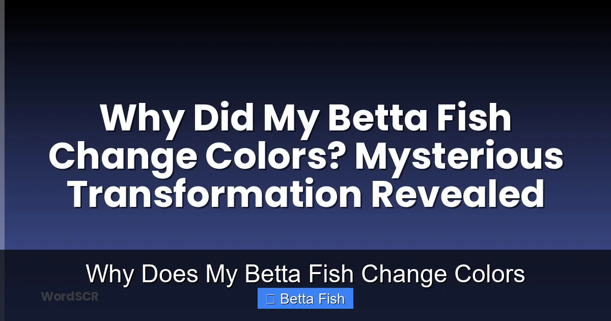 Why Does My Betta Fish Change Colors