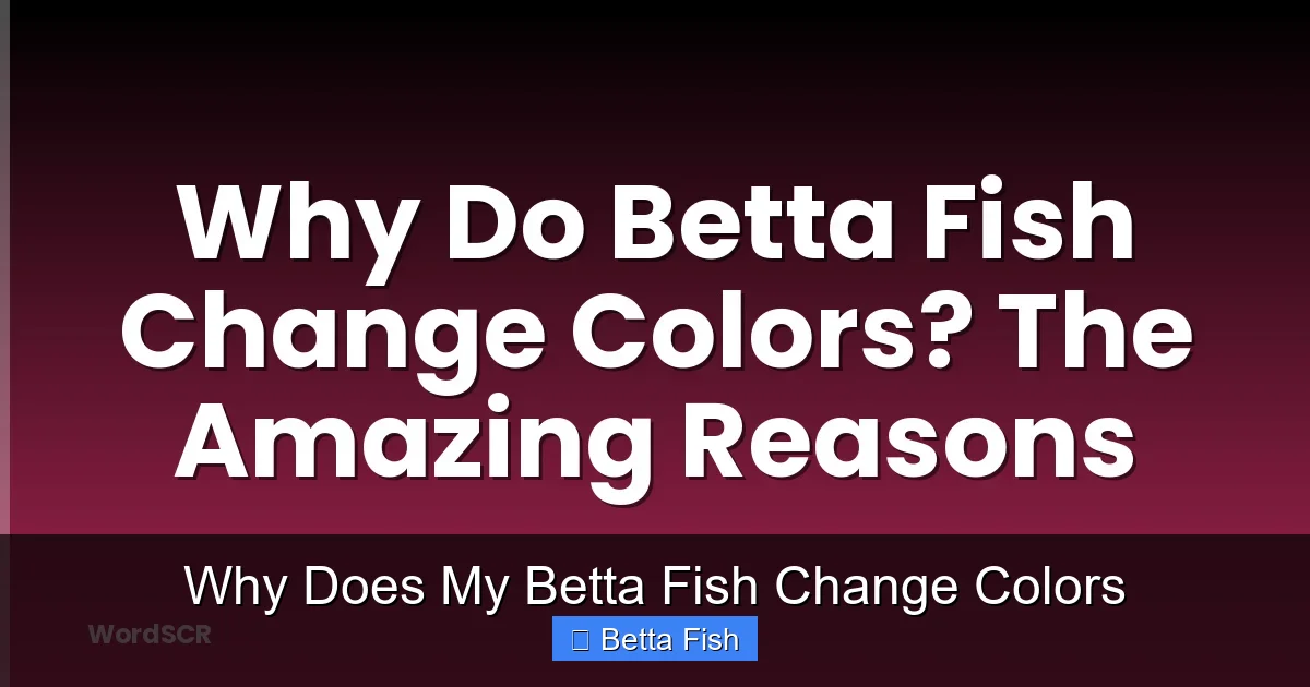 Why Does My Betta Fish Change Colors