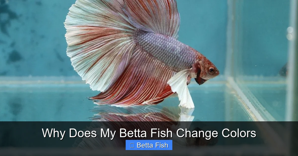 Why Does My Betta Fish Change Colors