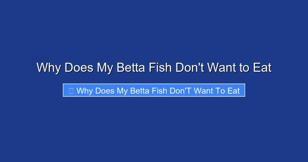 Why Does My Betta Fish Don't Want to Eat
